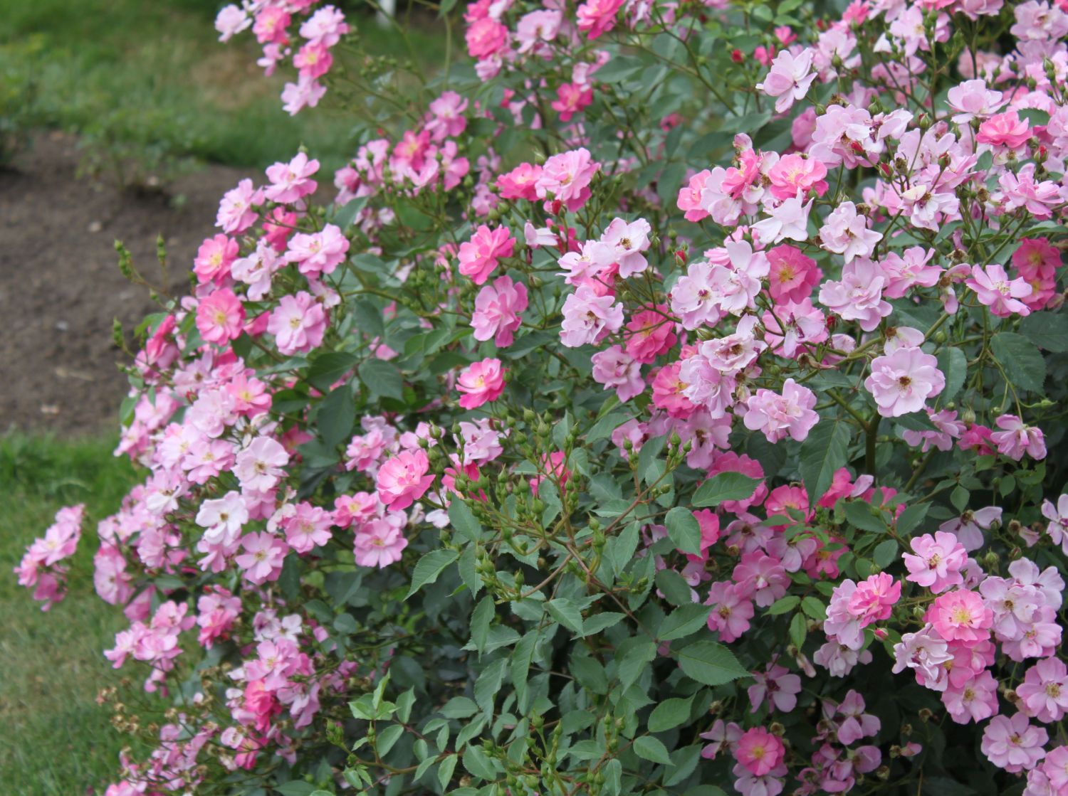 Rosa 'Lavender Dream'